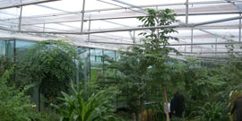 Zoo Amsterdam - Butterfly House, NL